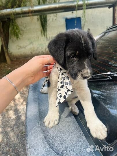 Щенок мальчик