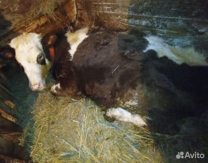 Телки,быки,телята