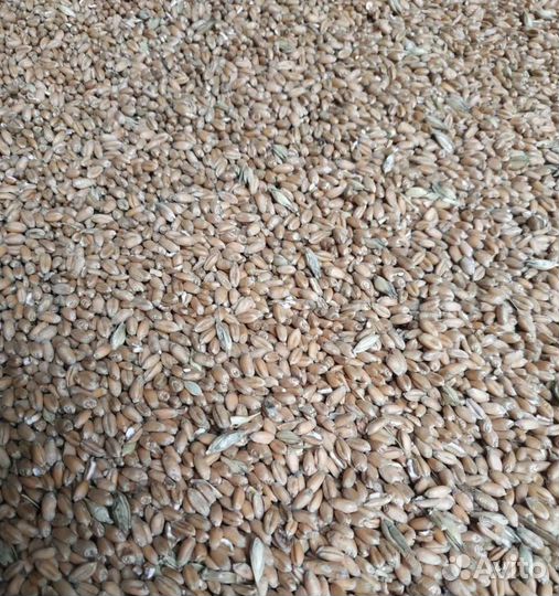 Ячмень яровой, Соя на корм