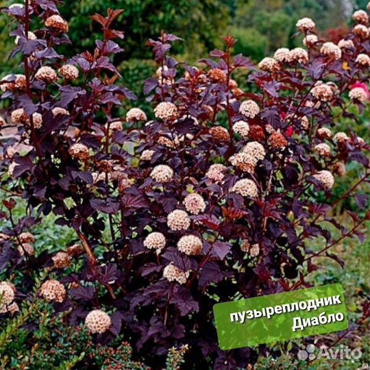 Бересклет, дёрен, пузыреплодник и др