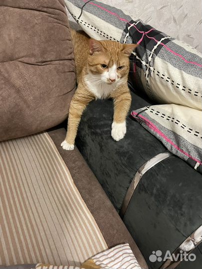 Кот в добрые руки