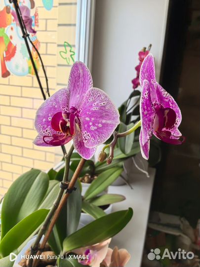 Орхидея фаленопсис