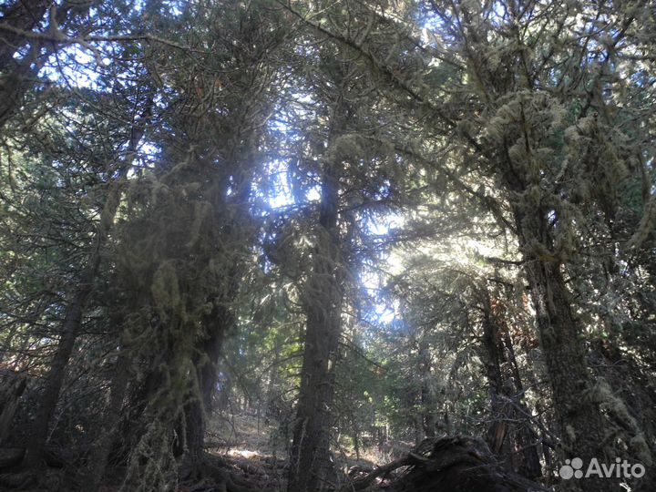 Экскурсия за видами Белухи