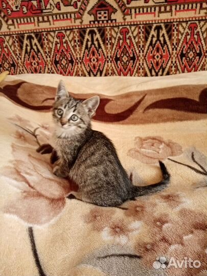 Котята