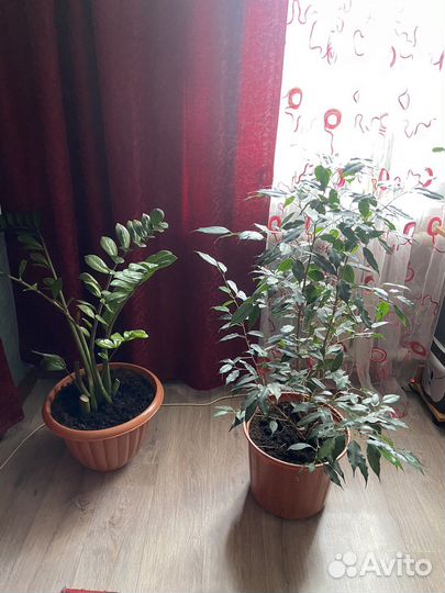 Комнатные цветы