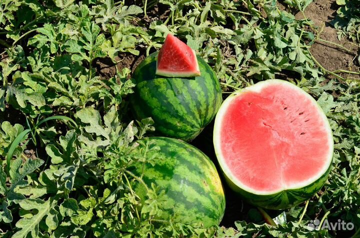 Арбуз