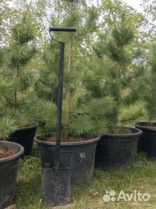 Качественные кедры, ели, туи