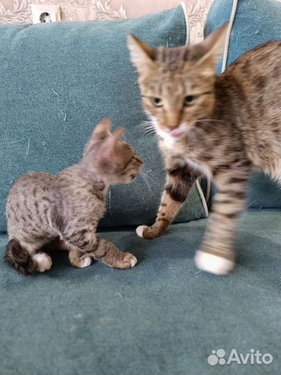 Кошки в добрые руки бесплатно