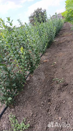 Бирючина обыкновенная