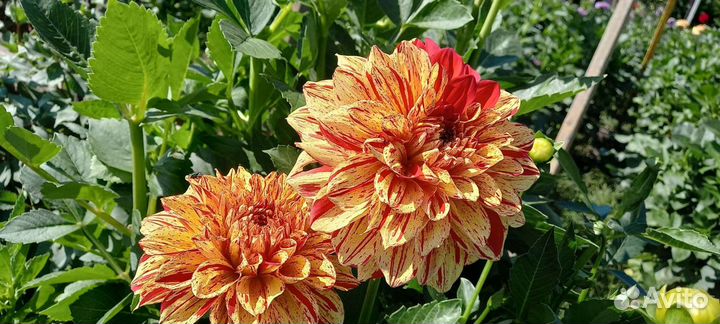 Георгины клубни