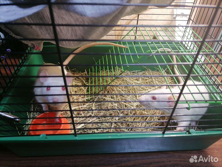 Белые крысы