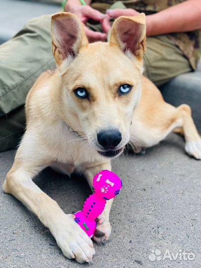 Собака Хеппи с небесно голобыми глазами