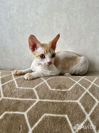 Девон рекс -Devon rex котята питомник Екатеринбург