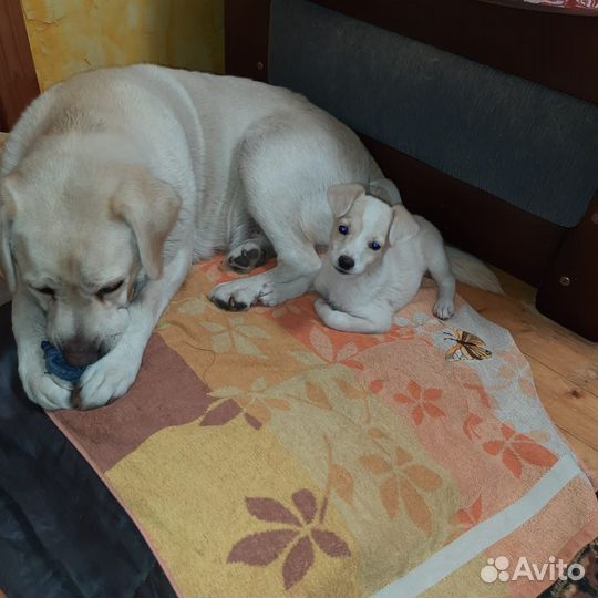 Щенок девочка в добрые руки бесплатно
