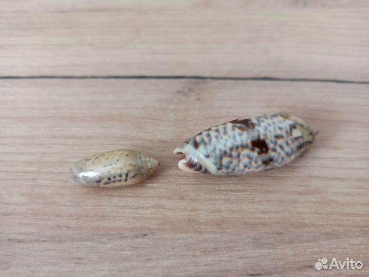 Морская раковина