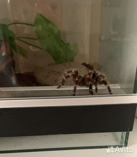 Паук птицеед и террариум