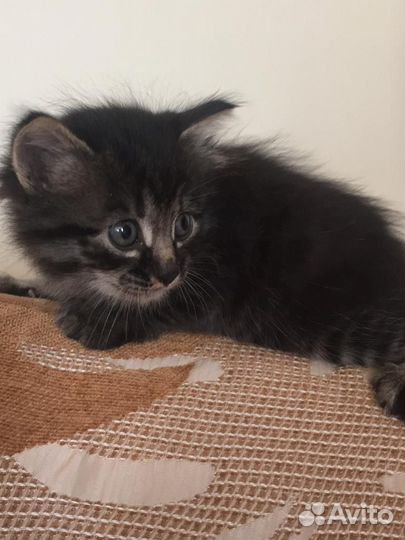 Котики в добрые руки
