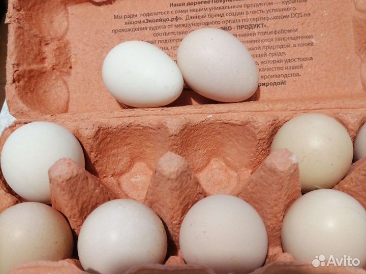 Инкубационное яйцо, цыплята