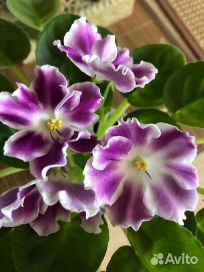 Фиалки (детки/ листы)