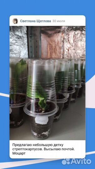 Стрептокарпусы почтой