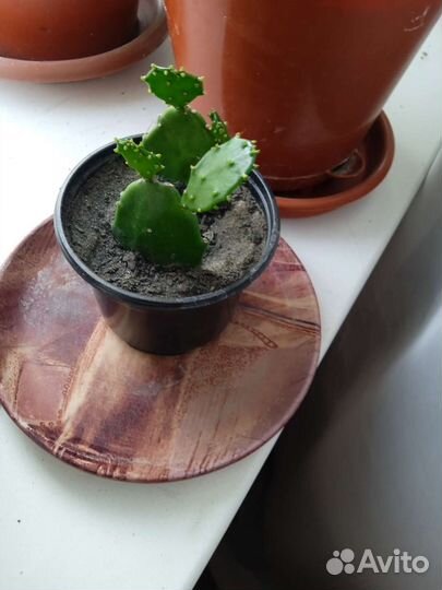 Кактус