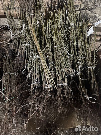 Саженцы опт и розница