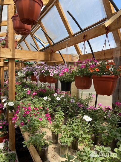 Рассада петуния, калибрахоа, алиссум