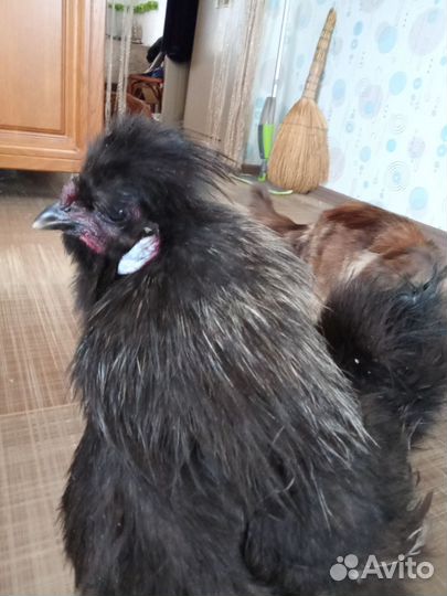 Китайские шелковые