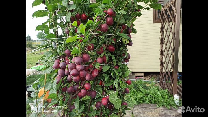 Слива колонновидная Империал