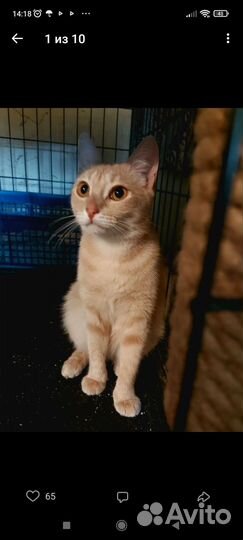 Персиковая кошечка