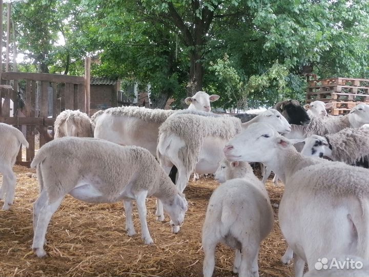 Ярки и баранчики белоголового дорпера