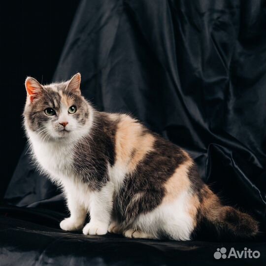 Отдам кошечку