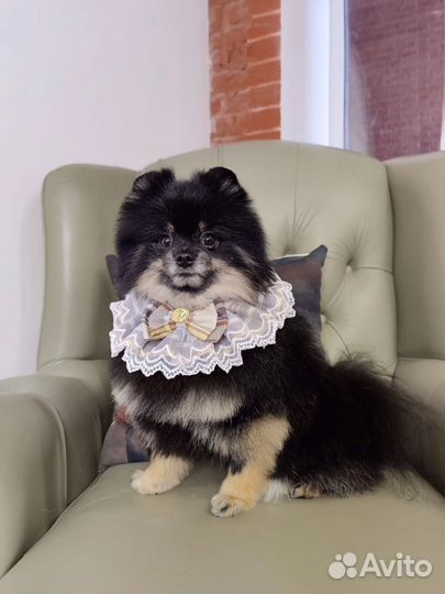 Померанский шпиц вязка