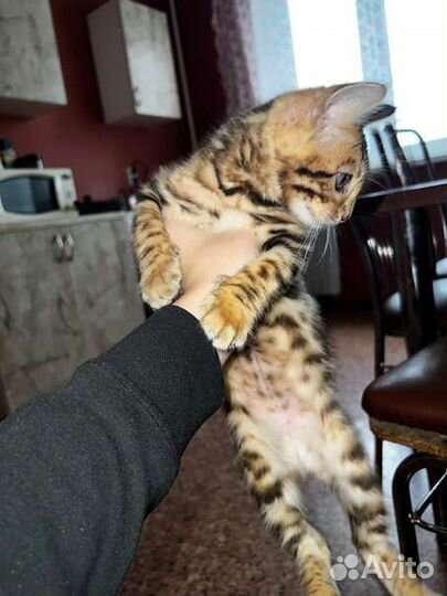 Бенгальский котенок мальчик