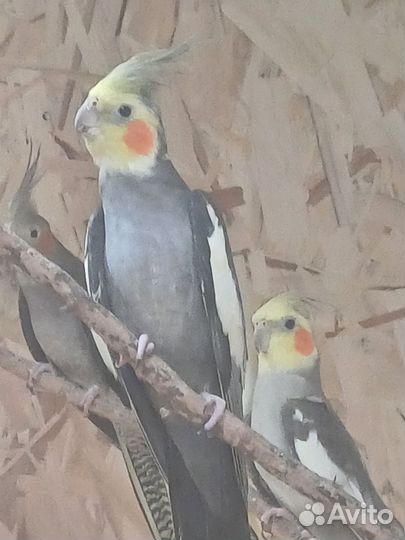 Попугай корелла