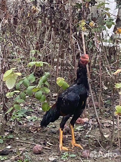 Бойцовский петух