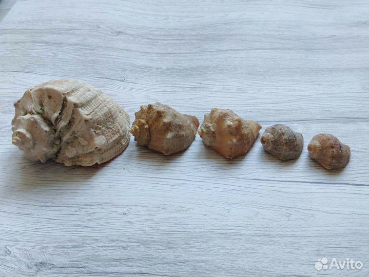 Ракушки морские