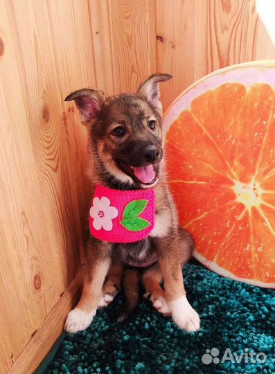 Щенки на охрану