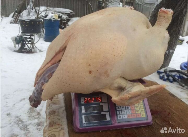 Индюшата разных пород 15-16 апреля