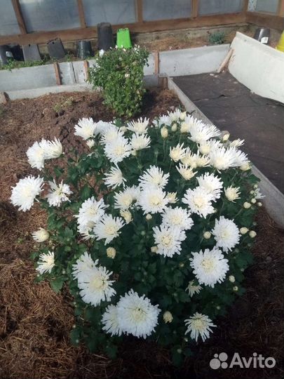 Хризантемы