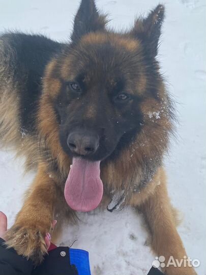 Немецкая овчарка.вязка.Кобель