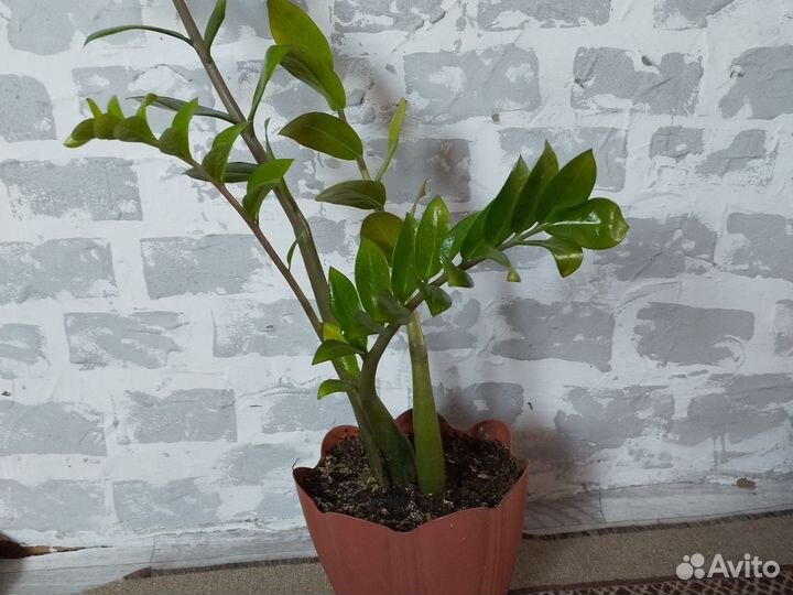 Замиокулькас