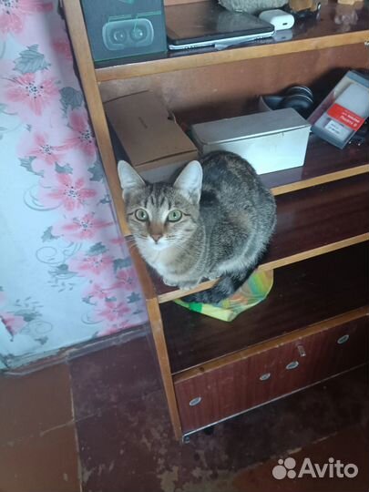 Кошечка в добрые руки