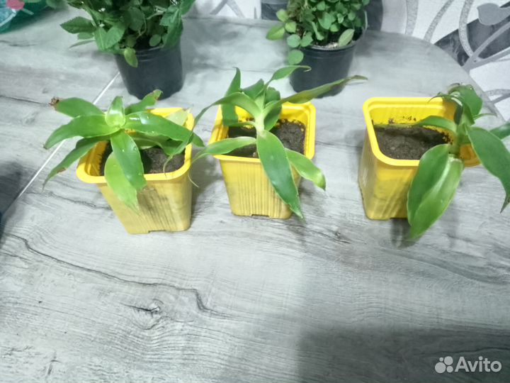 Комнатные растения
