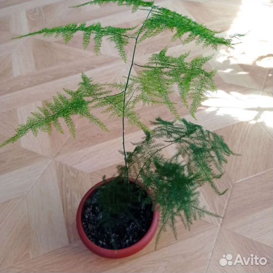 Цветы для Вашего дома