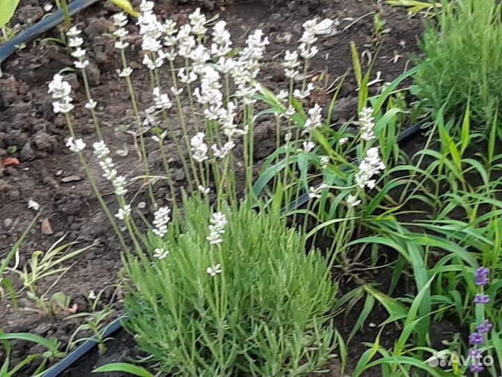 Барвинок, Ясколка,бадан, лилейник, лук
