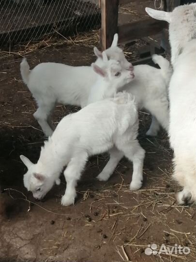 Зааненские козы