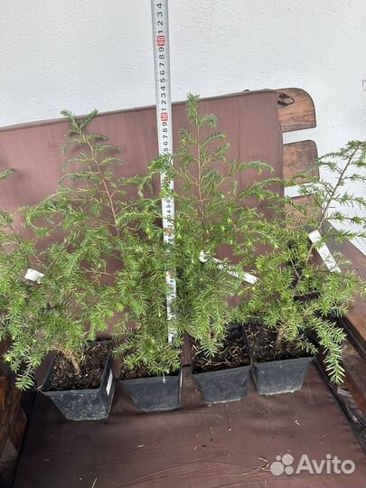 Тсуга канадская/тсуга Gentsch white