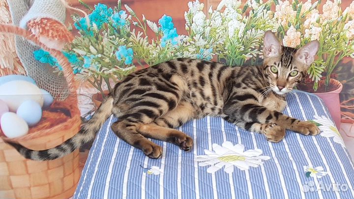 Котик серенгети/бенгальский