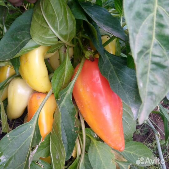 Семена помидор,тыква,огурец,цукини,баклажан